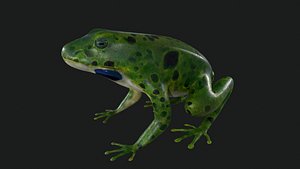 Frog Rigged 3D model