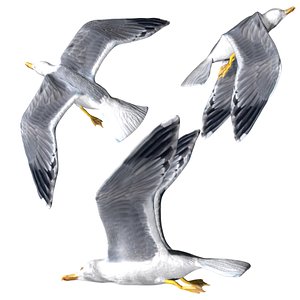 3D model fully rigged low poly flying seagull