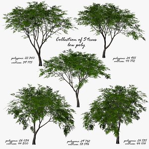 The collection umbrella of deciduous trees