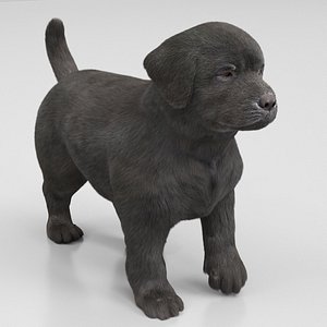 Labrador Retriever Puppy Walk and Run Fur Animated Rigged For Maya