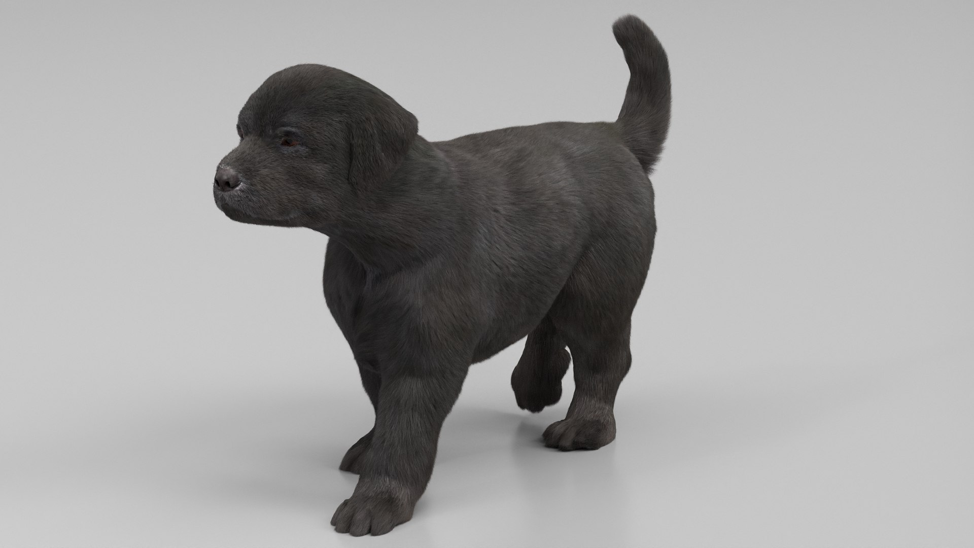 3D Labrador Retriever Puppy Walk and Run Fur Animated Rigged For Maya model https://p.turbosquid.com/ts-thumb/2N/0wuxi3/kO/labrador_retriever_puppy_walk_and_run_fur_animated_rigged_for_maya_005/jpg/1773783755/1920x1080/fit_q87/4d80b2418d0f253b9f3a2e4fd9fd71bd38975a68/labrador_retriever_puppy_walk_and_run_fur_animated_rigged_for_maya_005.jpg