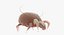 dust mite animation model