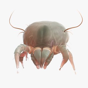dust mite animation model