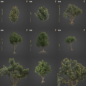 2021 PBR Coast Banksia Collection - Banksia Integrifolia 3D model