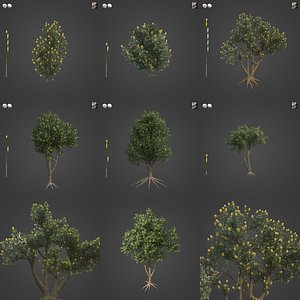 2021 PBR Coast Banksia Collection - Banksia Integrifolia