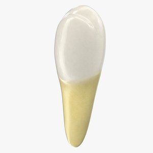 premolar teeth molar 3D model