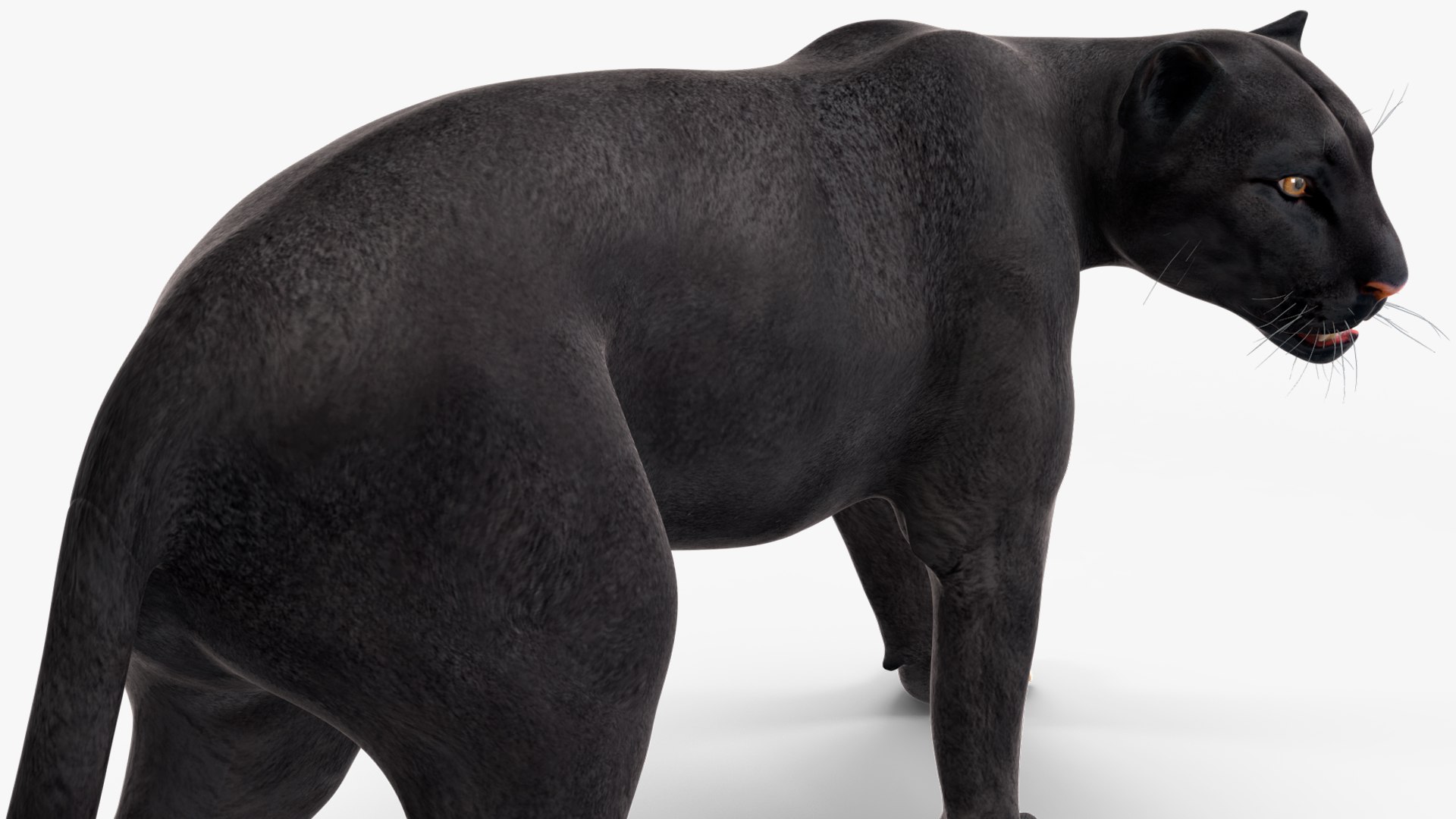 3D Black Panther Walking Pose https://p.turbosquid.com/ts-thumb/2N/IJbFut/0Y/blackpantherwalkingposec4dmodel018/jpg/1712871893/1920x1080/fit_q87/b65fb66cf946c2154675d7ebc5b72b029b6c5bbd/blackpantherwalkingposec4dmodel018.jpg