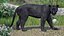 Black Panther Walking Pose