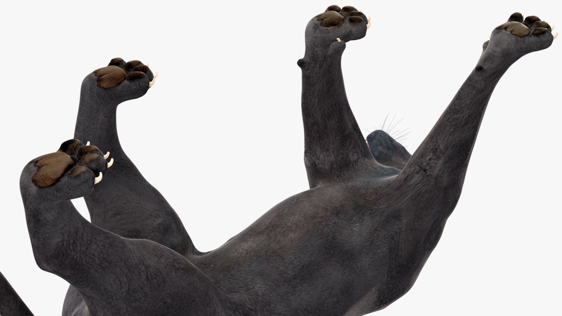 3D Black Panther Walking Pose https://p.turbosquid.com/ts-thumb/2N/IJbFut/ZZ/blackpantherwalkingposec4dmodel014/jpg/1712871877/1920x1080/fit_q87/5f80d919af13521324812634ea6a29493323a858/blackpantherwalkingposec4dmodel014.jpg