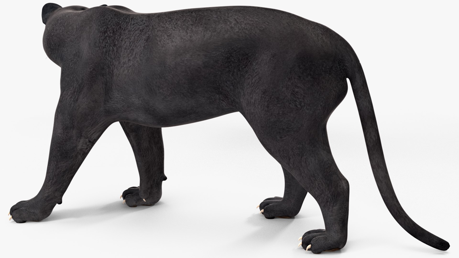 3D Black Panther Walking Pose https://p.turbosquid.com/ts-thumb/2N/IJbFut/cj/blackpantherwalkingposec4dmodel011/jpg/1712871864/1920x1080/fit_q87/0216679a1a1d8cf7822d6e3077570f827a3f7200/blackpantherwalkingposec4dmodel011.jpg