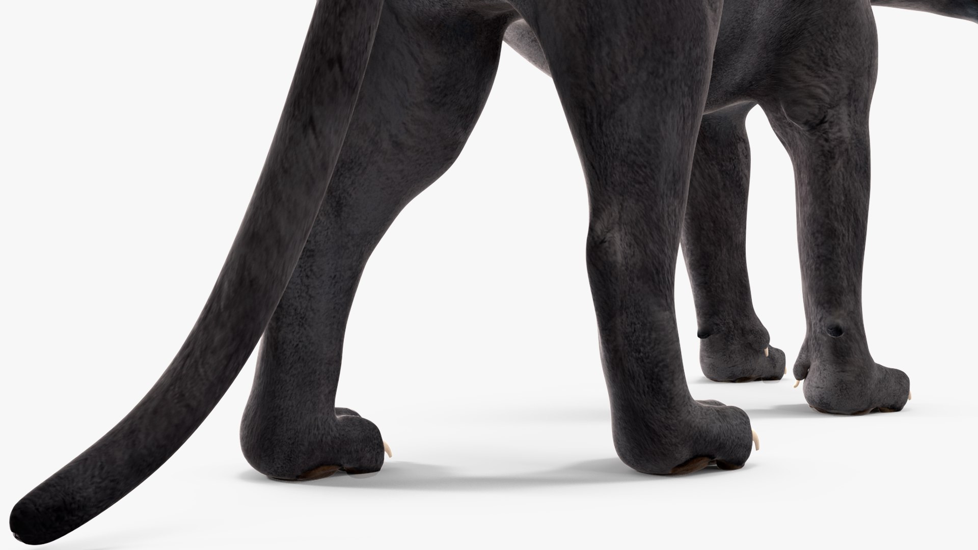 3D Black Panther Walking Pose https://p.turbosquid.com/ts-thumb/2N/IJbFut/mZ/blackpantherwalkingposec4dmodel020/jpg/1712871902/1920x1080/fit_q87/2778b909d14470addedadeed866ea74bfd1c72ab/blackpantherwalkingposec4dmodel020.jpg