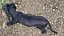 Black Panther Walking Pose
