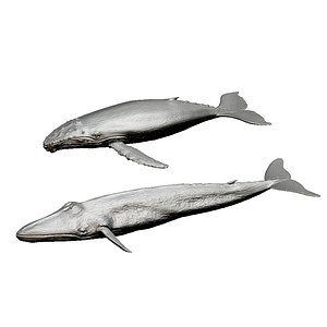 whale, hampback whale