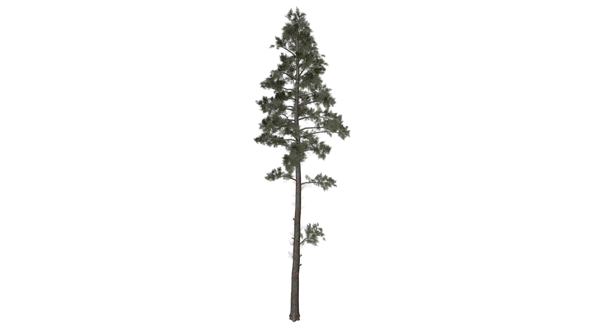 Scots Pine Tree Collection model https://p.turbosquid.com/ts-thumb/2N/YSBiwg/Jd/scotspine_high30/png/1779174806/1920x1080/fit_q87/ad9c3889f5eae48787f6ccde176b2e1244c6006c/scotspine_high30.jpg