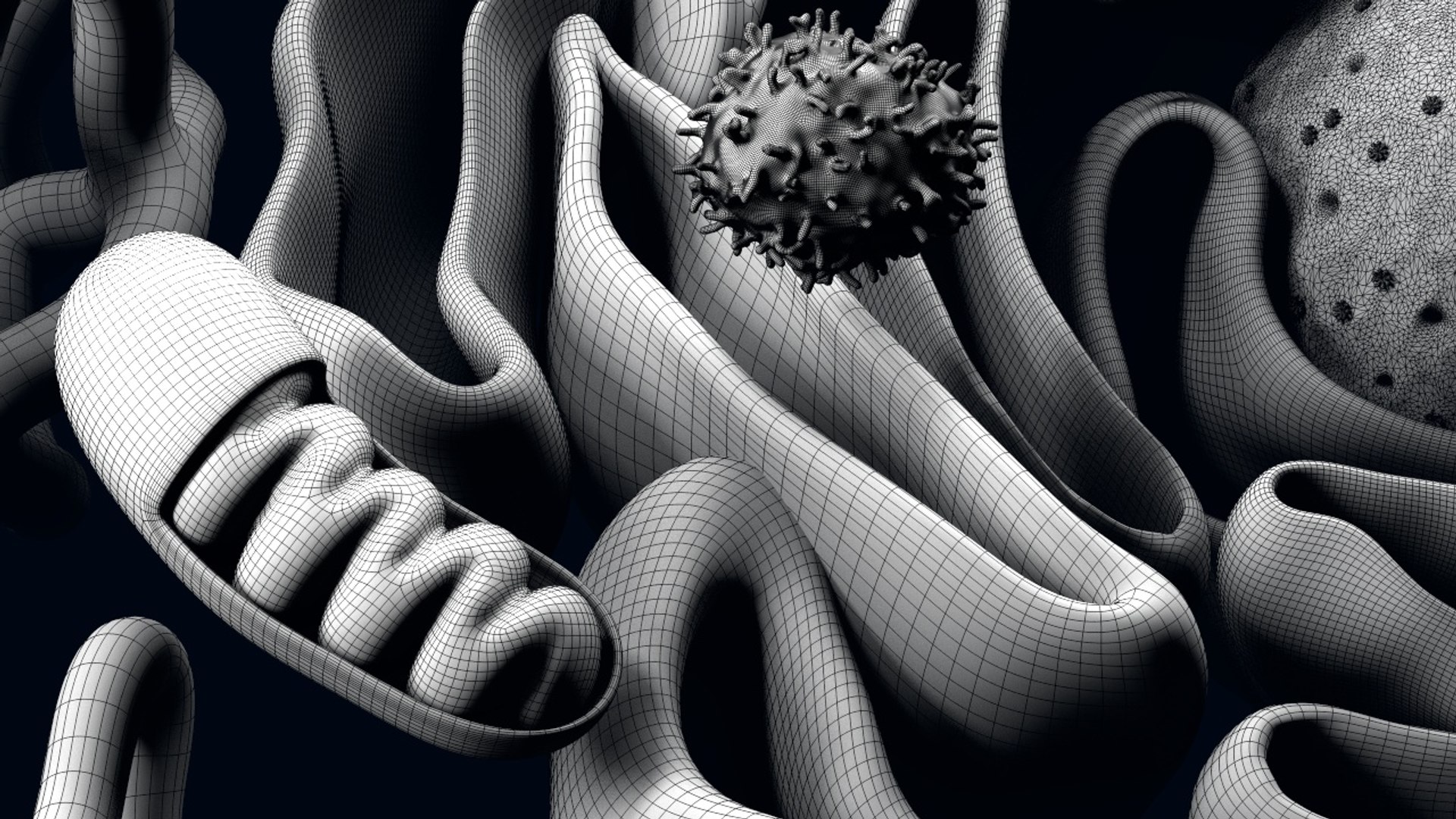 Cell Reticulum Endoplasmic 3D Model - TurboSquid 1354436