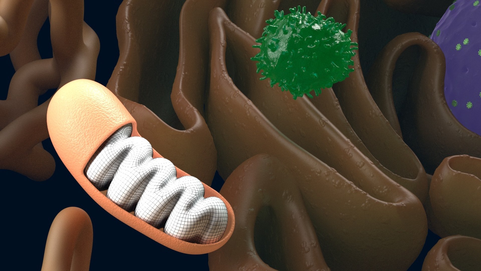 Cell Reticulum Endoplasmic 3D Model - TurboSquid 1354436