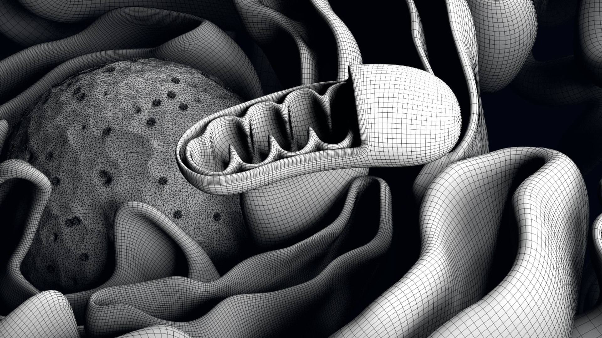 Cell Reticulum Endoplasmic 3D Model - TurboSquid 1354436