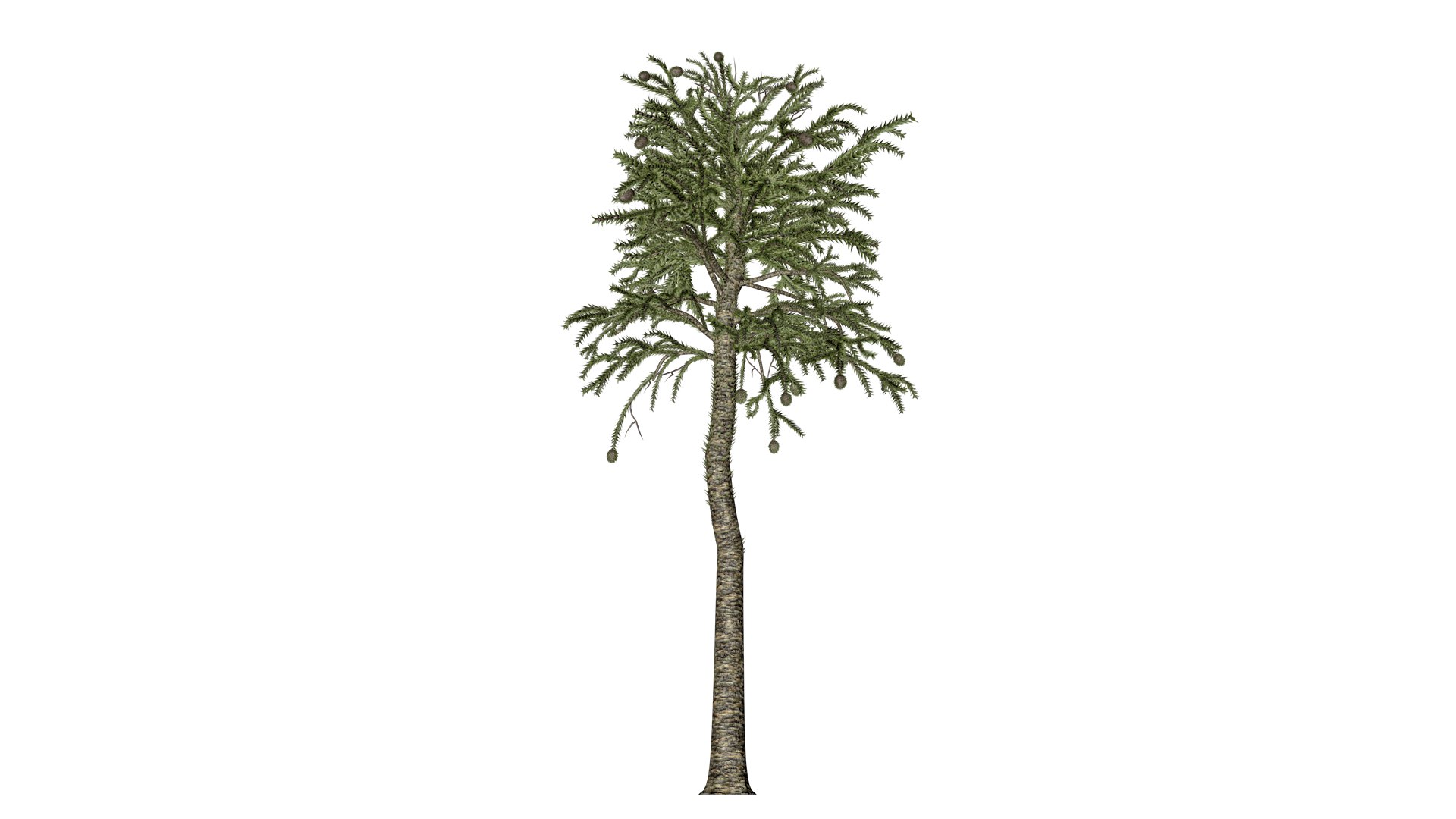Monkey Puzzle Tree - 09 - 3D Model - TurboSquid 2373692