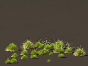 Festuca mairei - Mt Atlas Fescue 3D model
