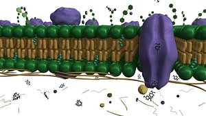3d cell membrane model