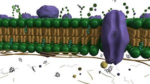 Scientific Cell Membrane Lipids with elements