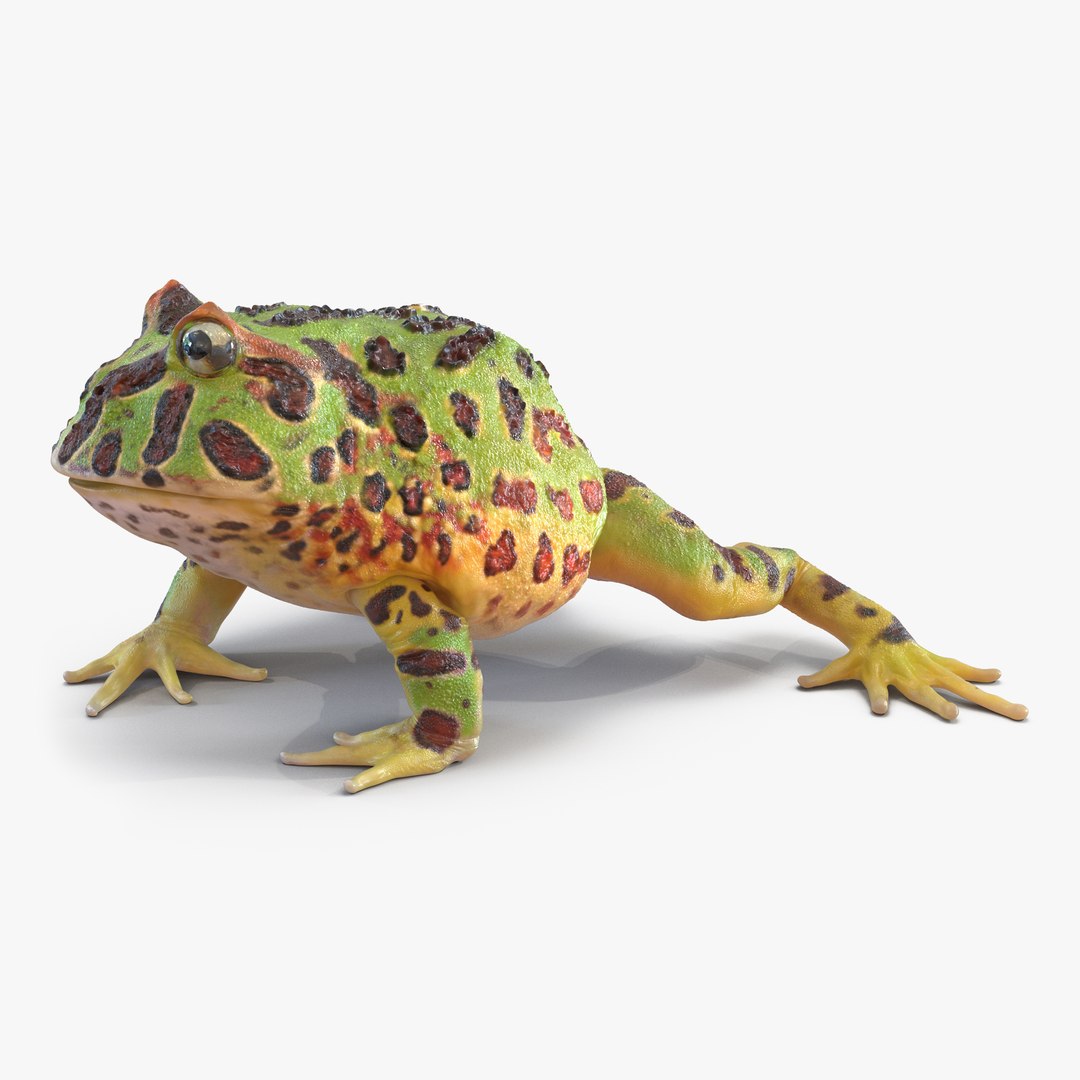 Pacman Frog Sitting Pose 3D Model 3D model preview