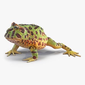 max pacman frog pose 2