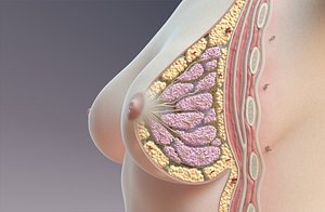 Breast Anatomy Cross Section