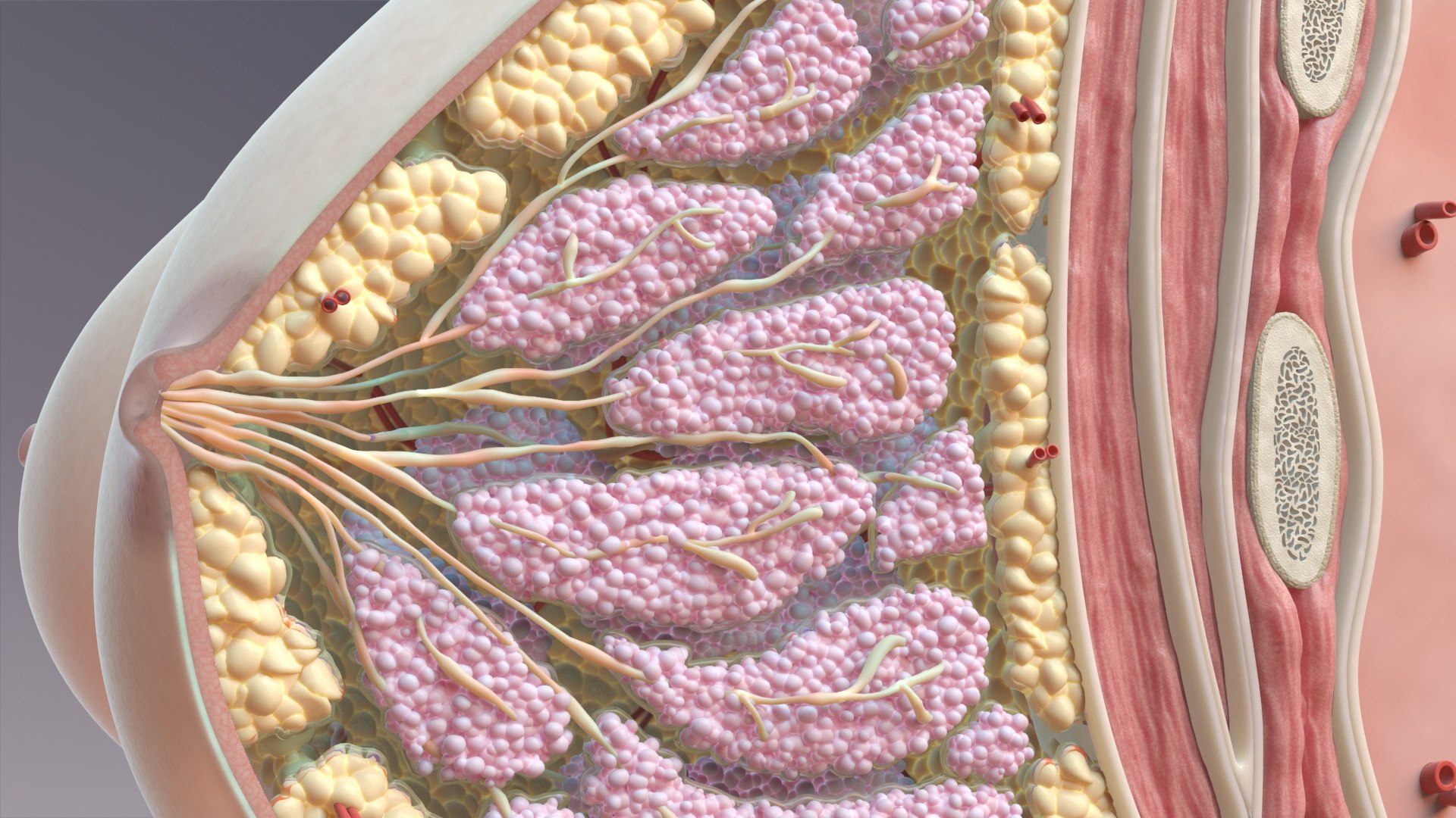 breast cross section 3D model https://p.turbosquid.com/ts-thumb/2O/1oGM8r/ESX2IMkF/breast_cross_section_r_a/jpg/1514472728/1920x1080/fit_q87/96f1cb9c2cdf9f00824e10681aac770c487223f8/breast_cross_section_r_a.jpg