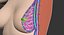 乳房の解剖学的断面