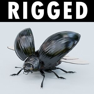 Black Beetle Rigged