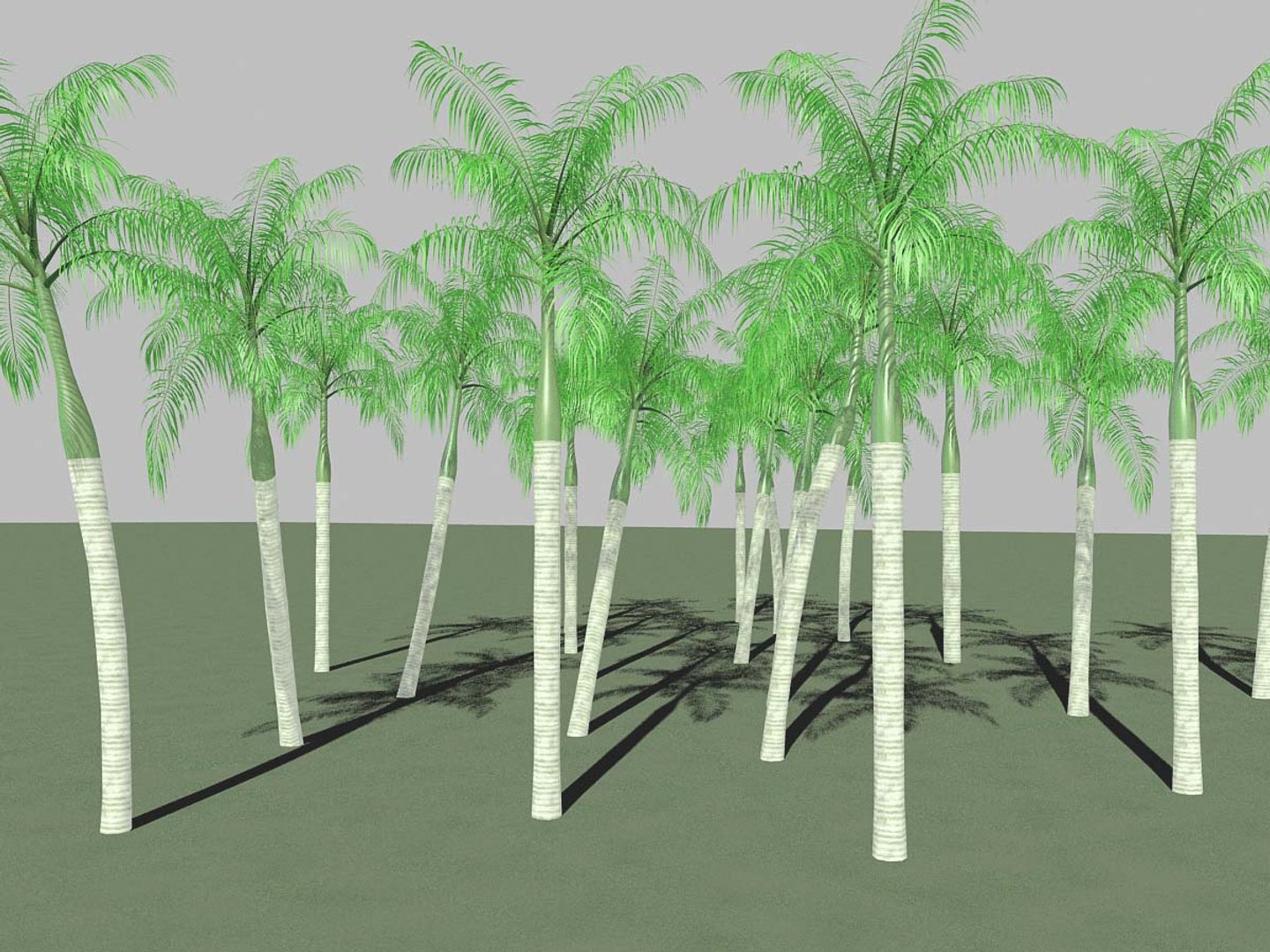Royal Palm Max
