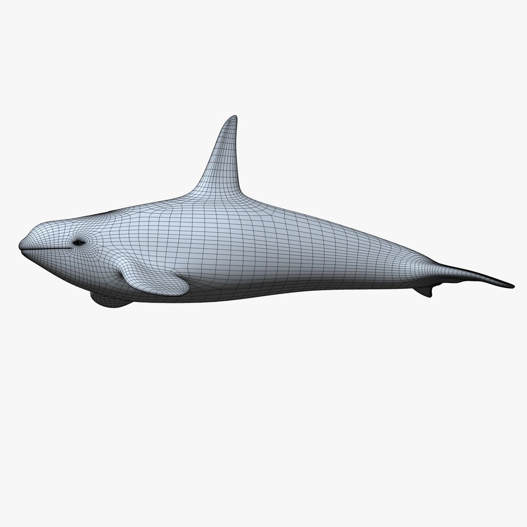 3dsmax Killer Whale Orca