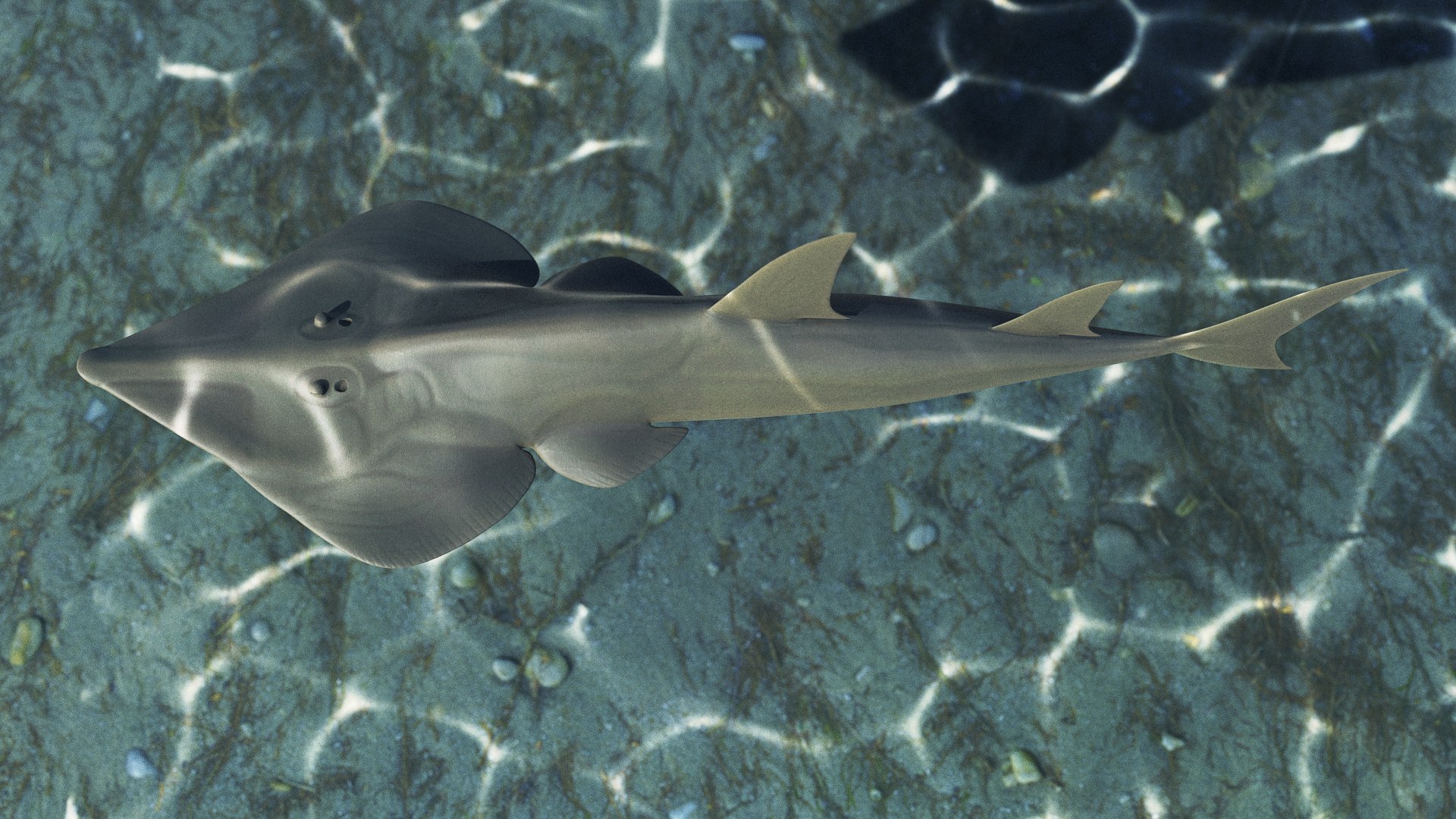 Shovelnose Guitarfish Model - TurboSquid 1463610