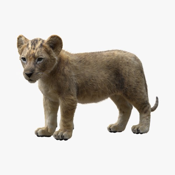 3D Lion Cub Rigged