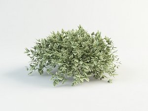 euonymus fortunei max