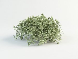 wintercreeper