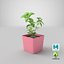 basil herb 3D model