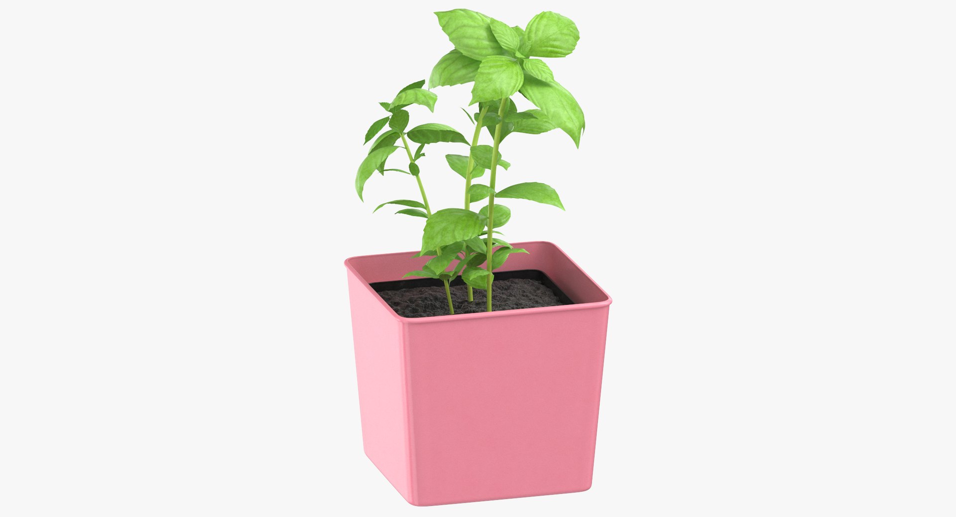 basil herb 3D model https://p.turbosquid.com/ts-thumb/2O/w5amBX/LHUf5Rhg/basil_herb_thumbnail_0000/jpg/1545296401/1920x1080/fit_q87/54c76f0b574fa9593093170098f2863c8f5fc16a/basil_herb_thumbnail_0000.jpg