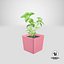 basil herb 3D model