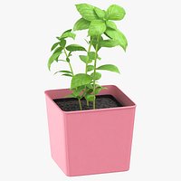 Basil Herb