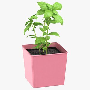 Basil Herb
