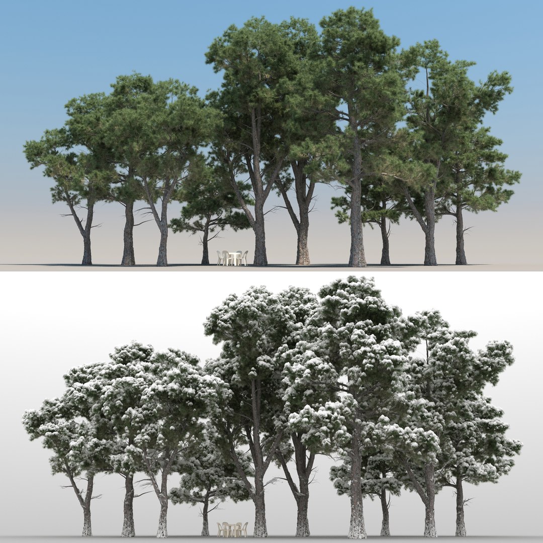 3D 10 Pine Trees Model - TurboSquid 1163714