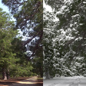3D 10 pine trees model