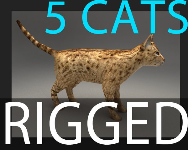 3d model cat