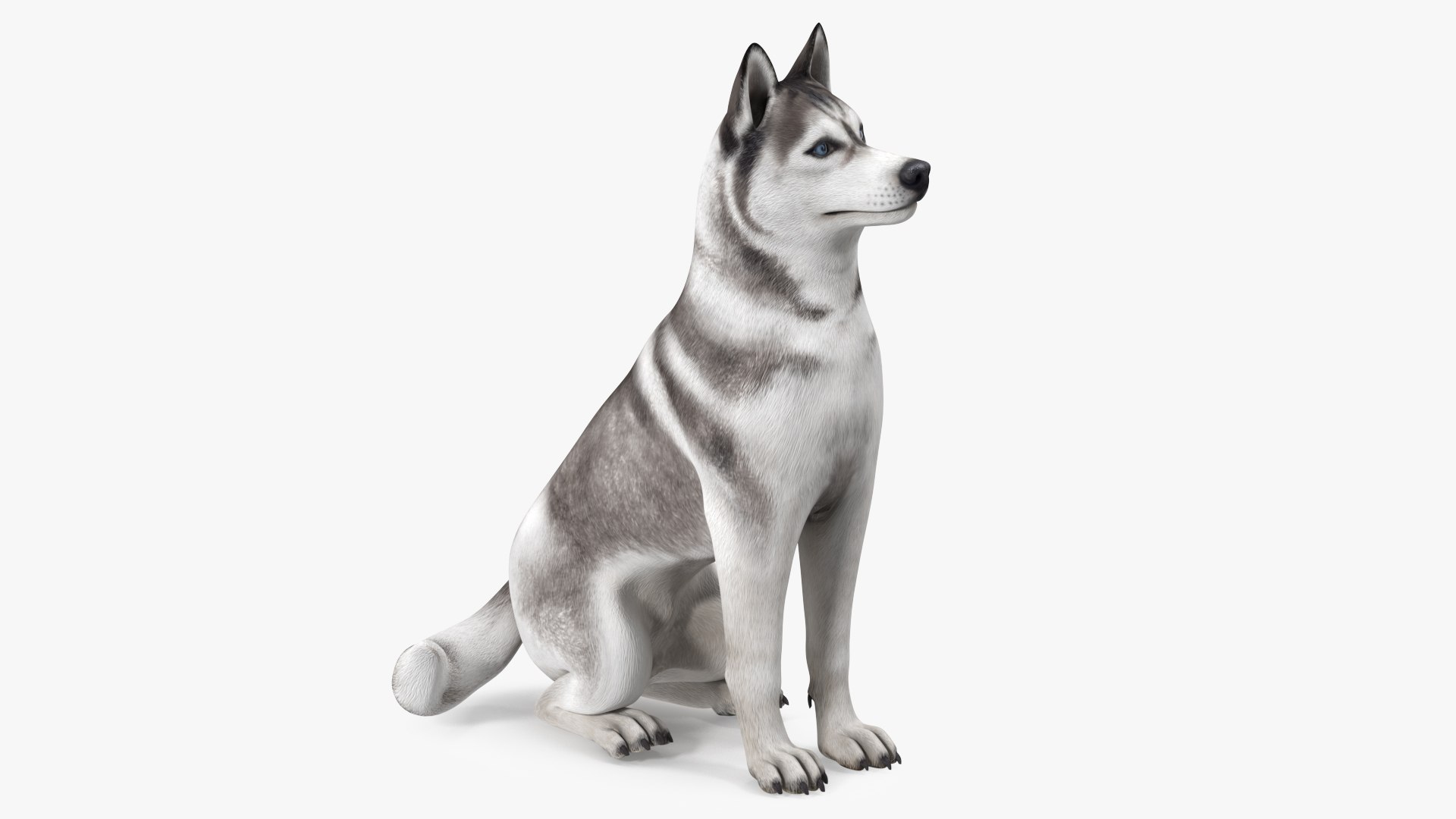 Sitting Siberian Husky Gray and White 3D model preview