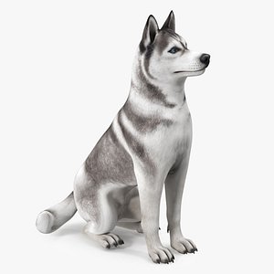 3D Sitting Siberian Husky Gray and White
