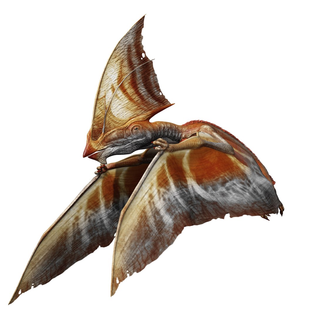 3D BIRD TAPEJARA Pteranodon - TurboSquid 2156715