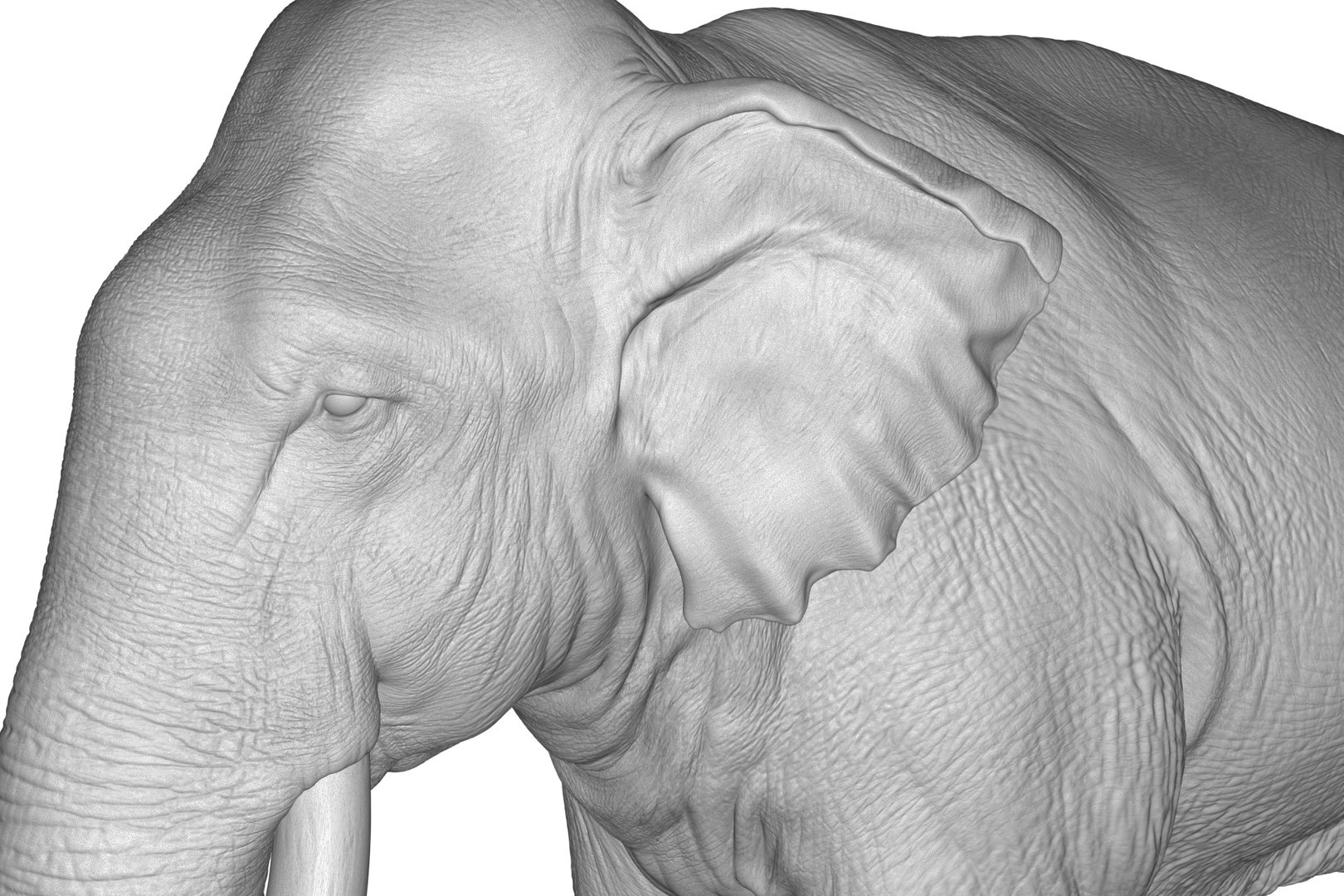 Sri Lankan Elephant 3D https://p.turbosquid.com/ts-thumb/2P/Dh6vaX/8K/render_22/jpg/1712423569/1920x1080/fit_q87/4df77d7894c5bd5d79ec42479bba8ff48ea3e77d/render_22.jpg