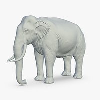 Sri Lankan Elephant